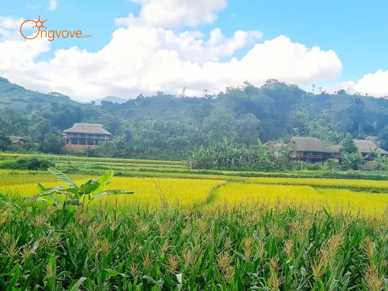 Lợi Ích Khác Khi Thuê Hướng Dẫn Viên Tại Bản Liền (Xã Nghĩa Đô) Lào Cai Cùng Ong Vò Vẽ Travel