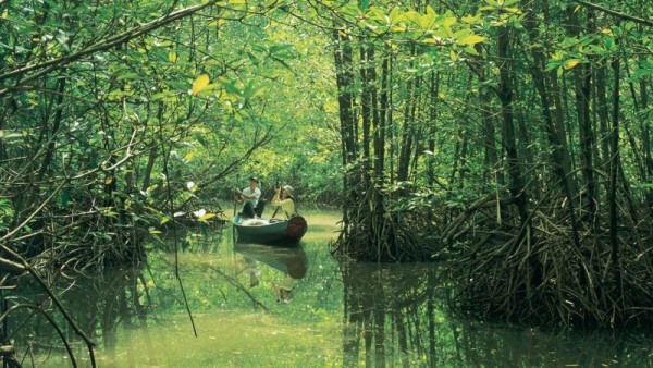 TOUR CẦN GIỜ: ĐẢO KHỈ - TRẠI CÁ SẤU – KHU CĂN CỨ RỪNG SÁC